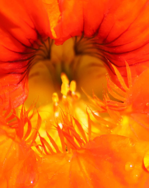 "Orange Bloomed Nasturtium in Garden" - Photo, Image