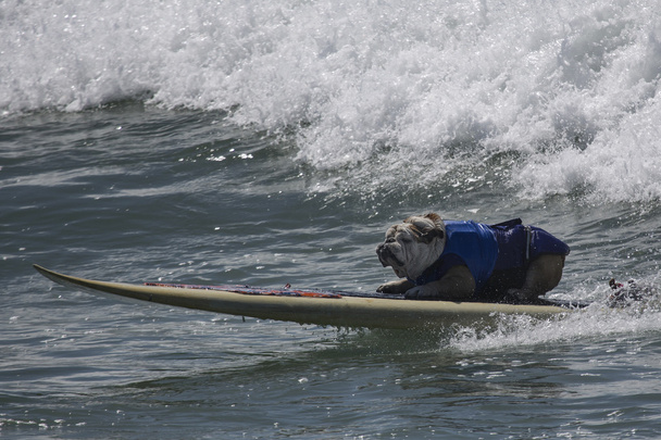 Bulldog equitazione tavola da surf
 - Foto, immagini
