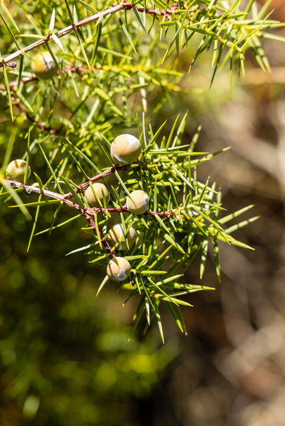 Juniperus komunikuje się. Roślina lecznicza i wiecznie zielone drzewo - jałowiec pospolity - Zdjęcie, obraz