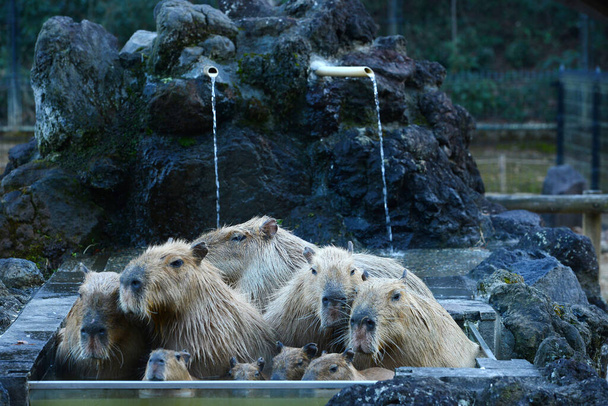 暖かい水の中のCapybaras - 写真・画像