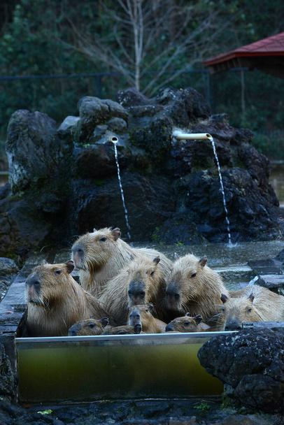 暖かい水の中のCapybaras - 写真・画像