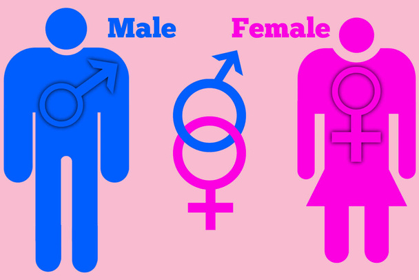 A Male Female Sexual Orientation Icon Symbol Shape Sign Logo Sitio web Género Concepto sexual Página web Botón Diseño Pictogramas usuario Interfaz Arte Ilustración Infografías - Foto, Imagen