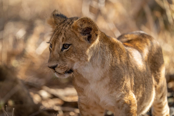 Leijonanpennun lähikuva tuijottamassa kauemmas - Valokuva, kuva