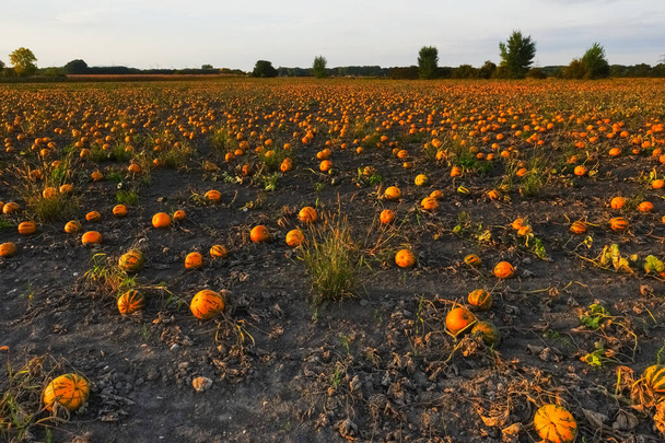 miles de calabazas naranjas en un campo para Halloween durante la puesta del sol en otoño - Foto, Imagen
