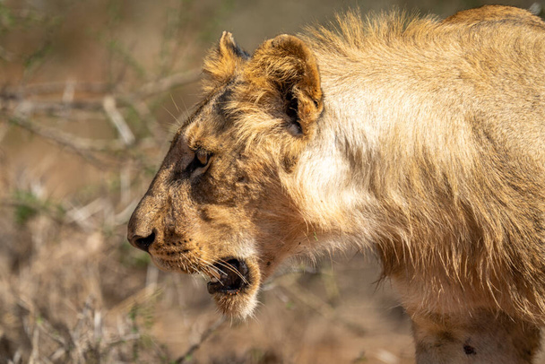 Primer plano del joven león macho inclinado hacia adelante - Foto, imagen