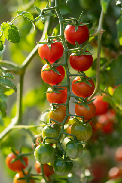 Tomates cherry apetitosos maduros que cuelgan de la ramita verde a la vez maduración de la fruta en invernadero o granja de primer plano. Deliciosas verduras naturales cultivadas bajo la supervisión de agricultores y trabajadores agrícolas - Foto, Imagen