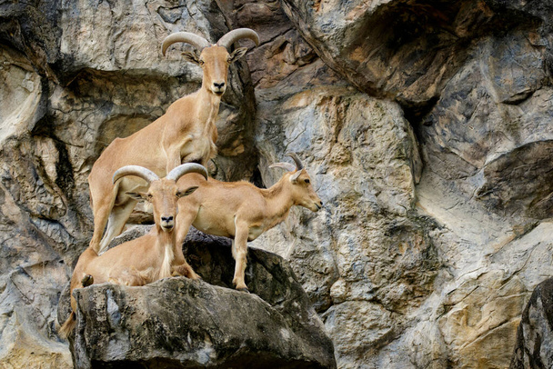 "Immagine di una pecora barbara sulle rocce. Animali della fauna selvatica." - Foto, immagini