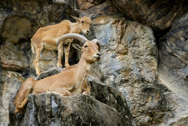 "Image of a barbary sheep on the rocks. Wildlife Animals." - Foto, afbeelding