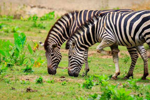 Obrázek dvou zebry jedí trávu na přírodním pozadí. Divoká zvířata - Fotografie, Obrázek