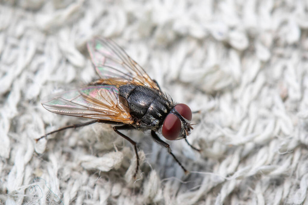 Beyaz bir bez üzerinde bir sinek (Diptera) resmi - Fotoğraf, Görsel