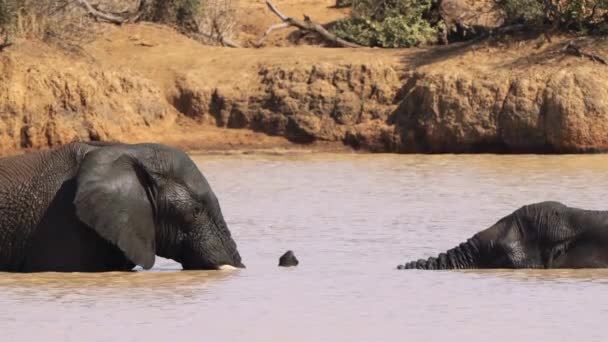 Слони, що доглядають один одного в національному парку Крюгер (ПАР). - Кадри, відео