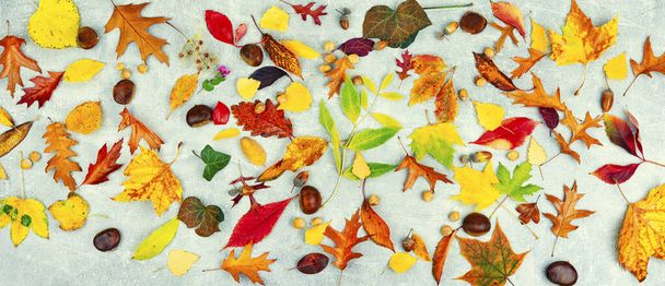 Hojas otoñales coloridas caídas, herbario. Conjunto de hojas amarillas, naranjas y rojas - Foto, Imagen