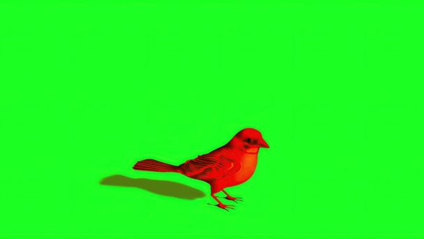 Ilustração 3d - Silhueta de pardal vermelho - Tela verde - Foto, Imagem