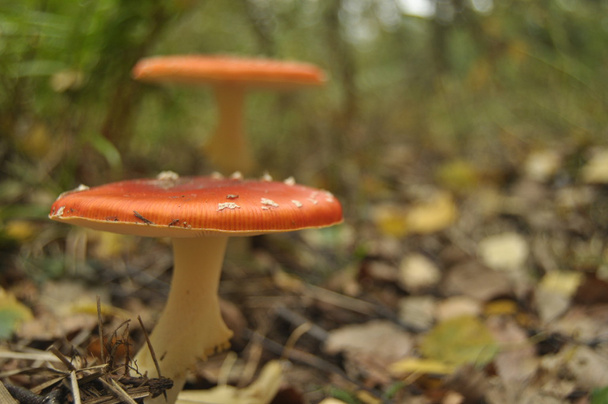 Cogumelo de toadstool vermelho na floresta enquanto, não comestível, venenoso
 - Foto, Imagem