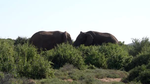 Слони, що доглядають один одного в національному парку Крюгер (ПАР). - Кадри, відео