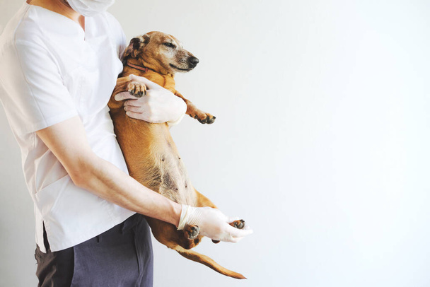 "Cane razza bassotto ad un ricevimento in una clinica veterinaria." - Foto, immagini