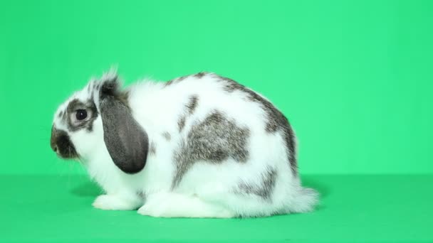 Cute lop-eared rabbit - Кадри, відео