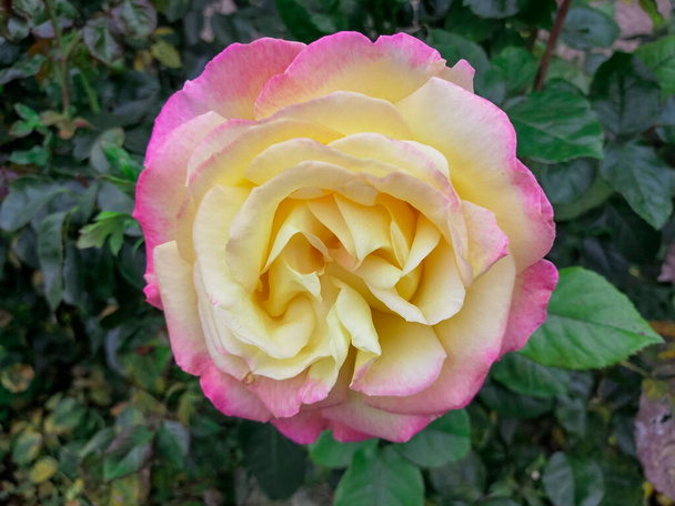 Красивая розовая роза цветет в саду. - Фото, изображение
