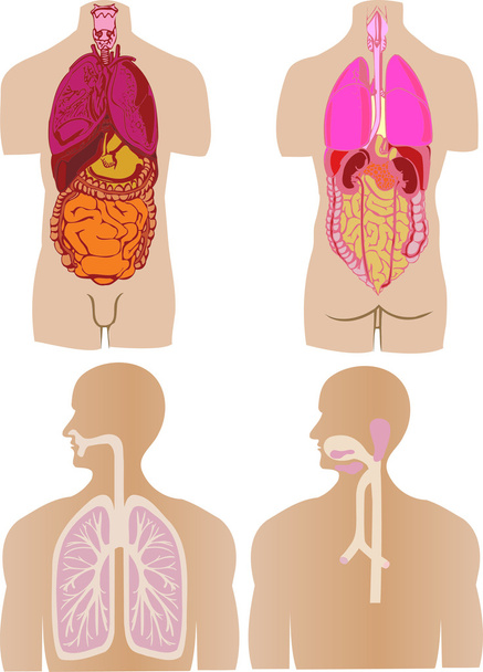 el Vector establecen el vientre del intestino el hígado de la persona
 - Vector, Imagen