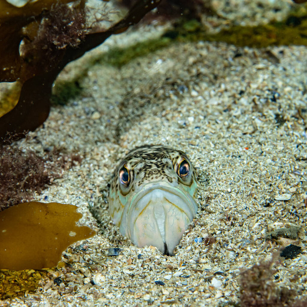 Greater weever Trachinus draco on sandy sea floor - Photo, Image