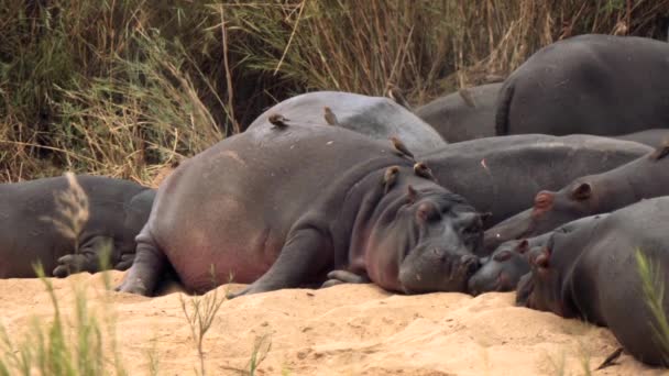 Pájaro carpintero ayudando hipopótamo mediante la eliminación de parásitos como garrapatas, en el Parque Nacional Kruger, Sudáfrica - Metraje, vídeo