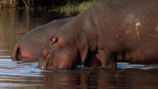 Hipopotamy w Parku Narodowym Kruger, Republika Południowej Afryki - Materiał filmowy, wideo