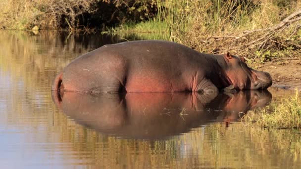 Hipopótamos en el Parque Nacional Kruger, Sudáfrica - Metraje, vídeo