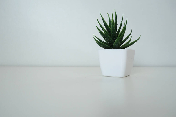 Interior decor. Artificial green plant in a white small pot against a white wall. Evergreen imitation of aloe or kalanchoe to decorate an office, room or apartment - Foto, imagen
