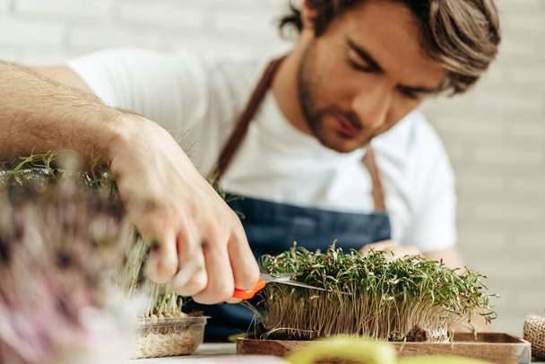 "Attractive bearded man farmer taking care of sprouts of microgreens" - Fotografie, Obrázek