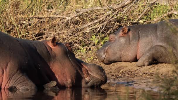 Hipopótamos en el Parque Nacional Kruger, Sudáfrica - Metraje, vídeo