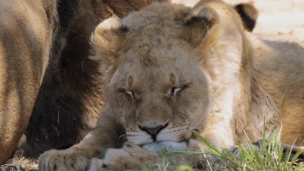 Gros plan d'un petit lion, Panthera leo, dans le parc national Kruger, Afrique du Sud - Séquence, vidéo