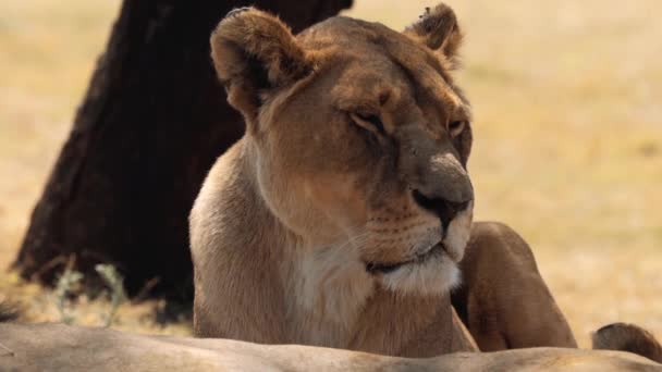 Gros plan de la lionne, lion femelle, dans le parc national Kruger, Afrique du Sud - Séquence, vidéo
