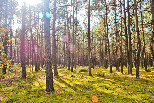 Morning sun beams in the autumn forest - Fotografie, Obrázek