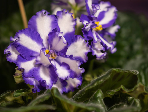 Closeup of violet flower - Photo, Image