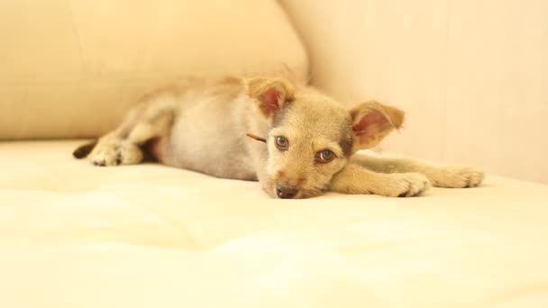 Puppy lying on the sofa - Кадры, видео