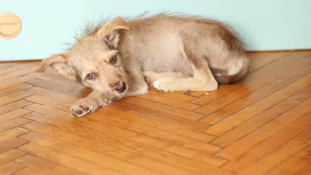 Σκυλί που βρίσκεται σε ένα πάτωμα - Πλάνα, βίντεο
