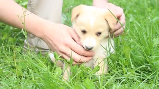 Filhote de cachorro lambendo mão
 - Filmagem, Vídeo