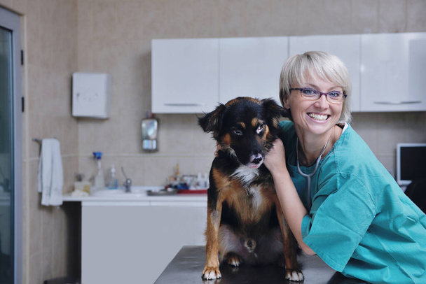 ветеринар и ассистент в клинике для животных - Фото, изображение