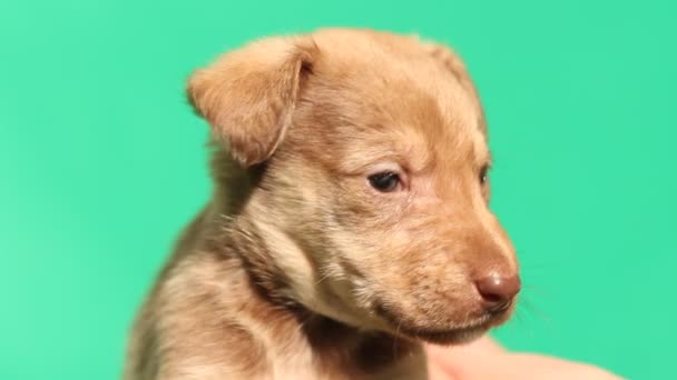 Komik yerli köpek - Video, Çekim