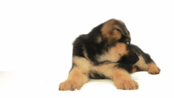 German Shepherd puppy - Footage, Video