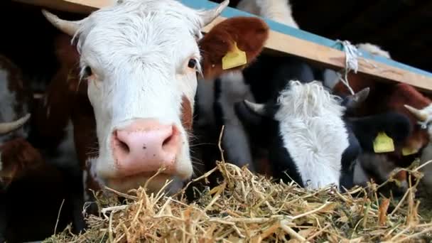 Cute cow in close-up - Footage, Video