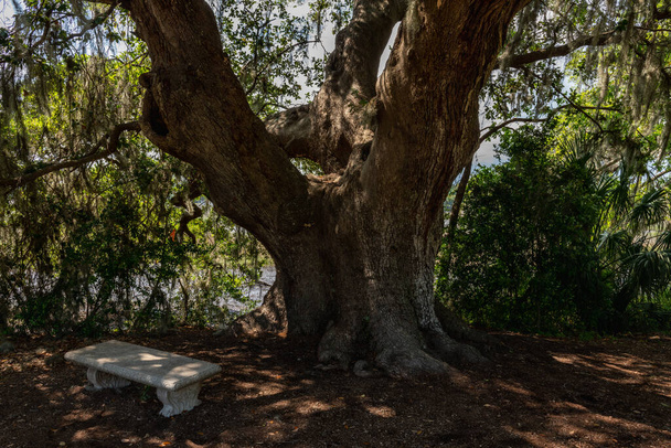 スペインの苔を持つオークの木の下の石のベンチのサウスカロライナ州の低カントリービュー. - 写真・画像
