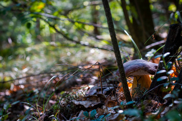 mushroom in forest  on nature background - Photo, Image
