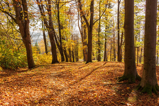 Podzimní lesní scenérie se silnicí podzimního listí a teplého světla ozařující zlaté listí. Stezka ve scéně podzimní lesní přírody. Živý říjen den v barevném lese, javor podzim stromy silnice podzim cesta - Fotografie, Obrázek