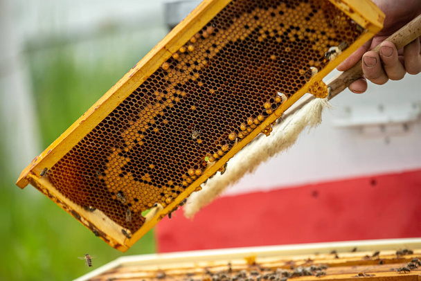 Бджолярі працюють з бджолами та бджолами на пасіці. Бджоли на стільниці. Рамки бджолиного вулика. Бджільництво. Люба. Здорова їжа. Натуральні продукти
 - Фото, зображення