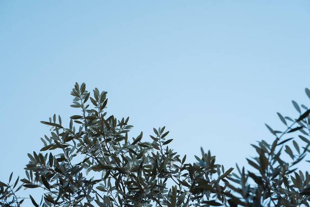 "Olive branches against blue sky" - 写真・画像