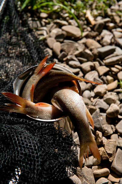 syrové ryby - Fotografie, Obrázek