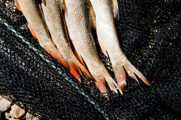 surowe ryby - Zdjęcie, obraz
