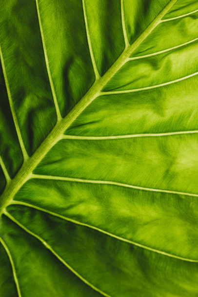 alocasia leaves background view - Foto, afbeelding