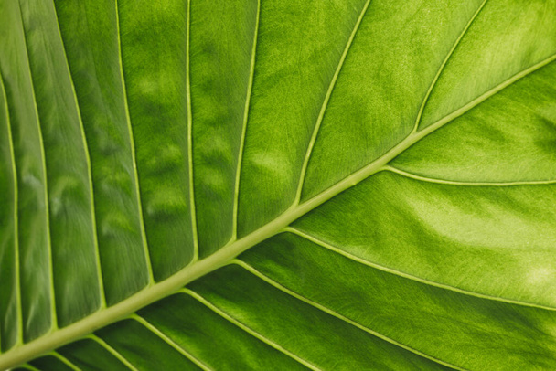 alocasia leaves  background view - Fotó, kép